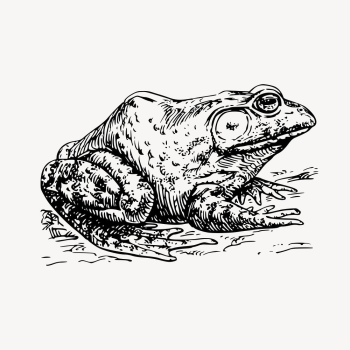 Bullfrog clipart, vintage animal illustration | Free Vector - rawpixel Bullfrog clipart, vintage animal illustration | Free Vector - rawpixel