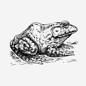 Bullfrog drawing, vintage animal illustration. | Free Photo - rawpixel Bullfrog drawing, vintage animal illustration. | Free Photo - rawpixel