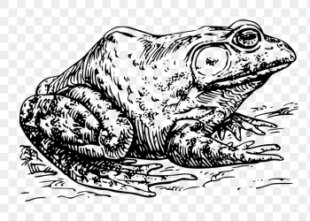 Bullfrog png sticker, animal vintage | Free PNG - rawpixel Bullfrog png sticker, animal vintage | Free PNG - rawpixel