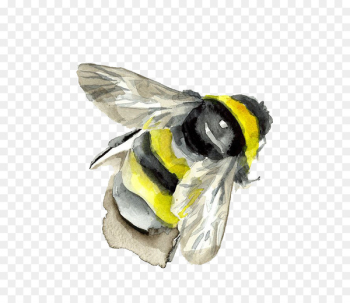 Bumblebee Insect Watercolor painting - Watercolor bee Bumblebee Insect Watercolor painting - Watercolor bee