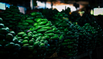 Bunch of Avocados