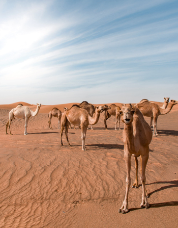 Bunch of Camels in Desert Dune Bunch of Camels in Desert Dune