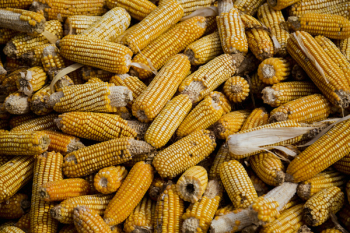 Bunch of Corn Cob Bunch of Corn Cob