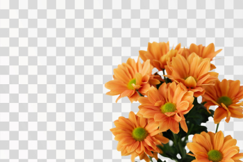 Bunch of flowers on PNG transparent background - Author @karolina-grabowska / Pexels