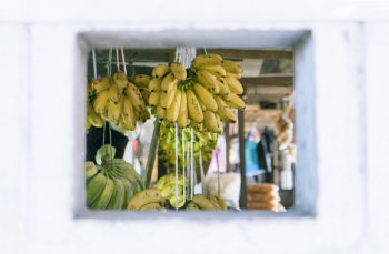 Bunch of Hanged Bananas Bunch of Hanged Bananas