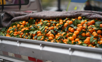 Bunch of Orange Fruit Bunch of Orange Fruit