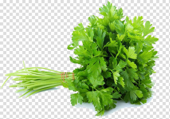 Bunch of parsley, Celery Vegetable Parsley Coriander Herb, vegetable transparent background PNG clipart