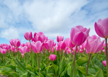 Bunch of Pink Tulips Bunch of Pink Tulips