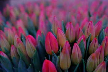 bunch of pink tulips flower bunch of pink tulips flower