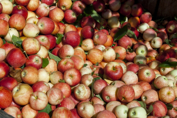 Bunch of Red and Orange Apples Bunch of Red and Orange Apples