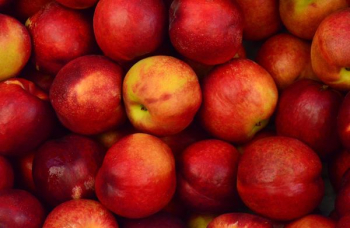 bunch of red apples bunch of red apples