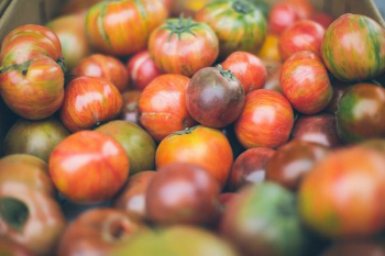 bunch of tomatoes bunch of tomatoes