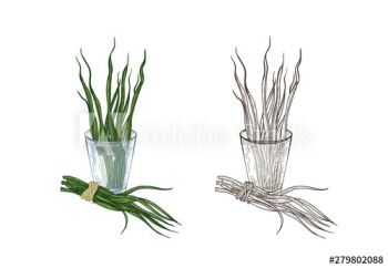 Bundle of colorful and monochrome drawings of spirulina algae in glass Bundle of colorful and monochrome drawings of spirulina algae in glass