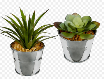 Bunnik Plants Dracaena fragrans Houseplant INAV DBX MSCI AC WORLD SF Flowerpot -  