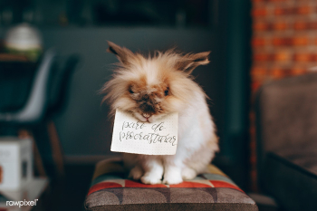 Bunny with a pare de procrastinar card | Free stock photo - 437440 Bunny with a pare de procrastinar card | Free stock photo - 437440