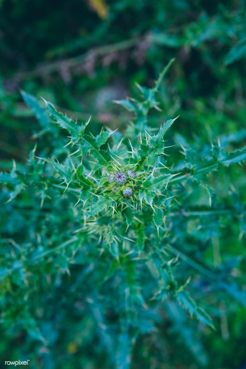 Burdock | Free public domain photo - 432736 Burdock | Free public domain photo - 432736