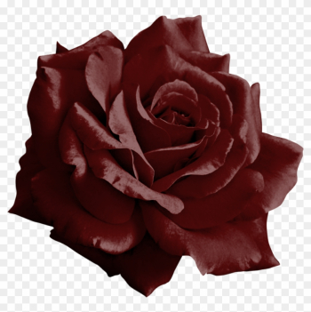 Burgundy Rose Png By Yotoots Burgundy Rose Png By Yotoots - Burgundy Rose Transparent Burgundy Rose Png By Yotoots Burgundy Rose Png By Yotoots - Burgundy Rose Transparent