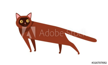 Burmese cat breed flat vector illustration Burmese cat breed flat vector illustration