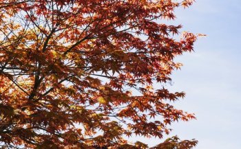 Burnt Orange And Red Japenese Maple Branches In Morning Light