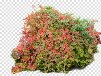 Bush Autumn Fall transparent background PNG clipart