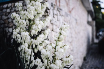 Bushes of the blossoming yucca Bushes of the blossoming yucca