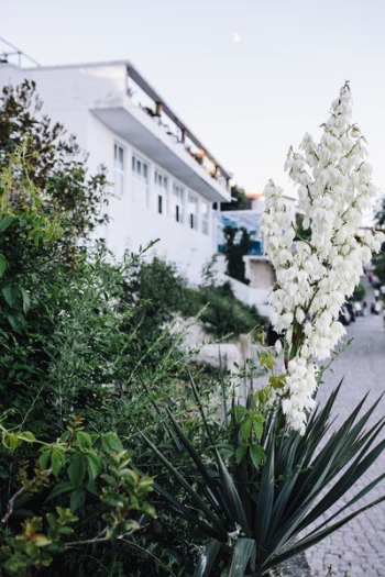 Bushes of the blossoming yucca Bushes of the blossoming yucca