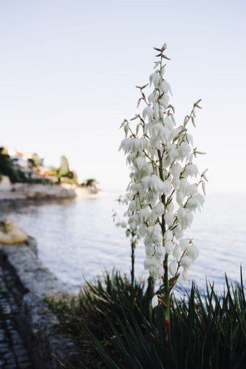Bushes of the blossoming yucca Bushes of the blossoming yucca