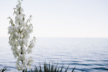 Bushes of the blossoming yucca Bushes of the blossoming yucca