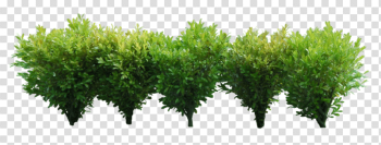 Bushes Png Image Bushes Png Image