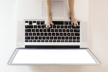 Business Dog Paws On Keyboard Business Dog Paws On Keyboard