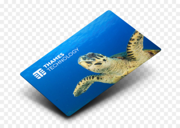 Business, Loyalty, Natural Environment, Green Sea Turtle, Sea Turtle PNG