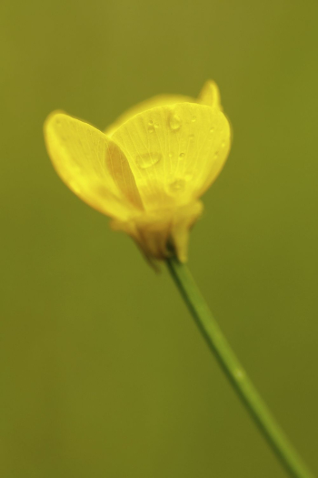 Buttercup background, closeup. Free public | Free Photo - rawpixel Buttercup background, closeup. Free public | Free Photo - rawpixel