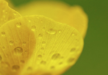 Buttercup closeup. Free public domain | Free Photo - rawpixel Buttercup closeup. Free public domain | Free Photo - rawpixel