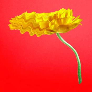 Buttercup flower sticker vector, yellow… | Free stock illustration | High Resolution graphic