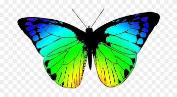 Butterflies Butterfly Clipart - Butterfly Wing Black And White Butterflies Butterfly Clipart - Butterfly Wing Black And White