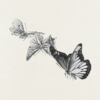 Butterflies illustration | Free Photo Illustration - rawpixel Butterflies illustration | Free Photo Illustration - rawpixel