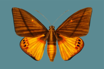 Butterfly Butterfly