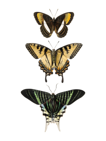 Butterfly Butterfly