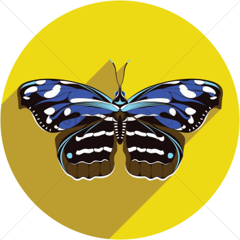 Butterfly Butterfly