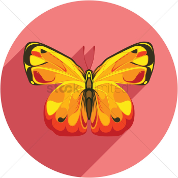 Butterfly Butterfly