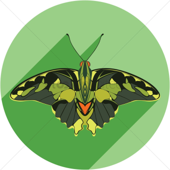 Butterfly Butterfly