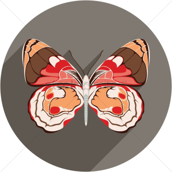 Butterfly Butterfly