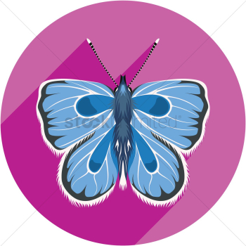 Butterfly Butterfly