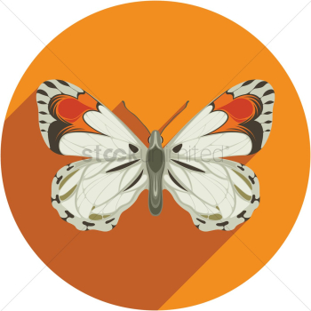 Butterfly Butterfly