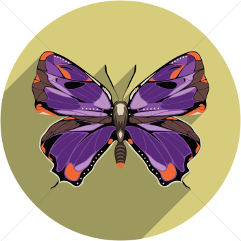 Butterfly Butterfly