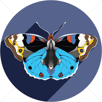 Butterfly Butterfly