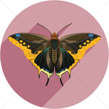 Butterfly Butterfly