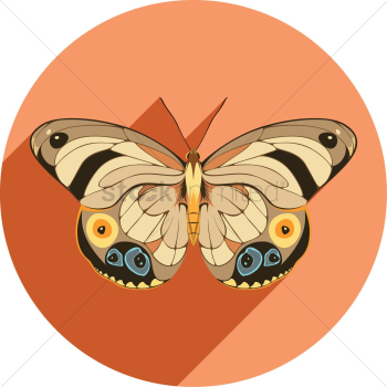 Butterfly Butterfly