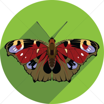 Butterfly Butterfly