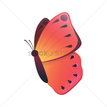 Butterfly Butterfly
